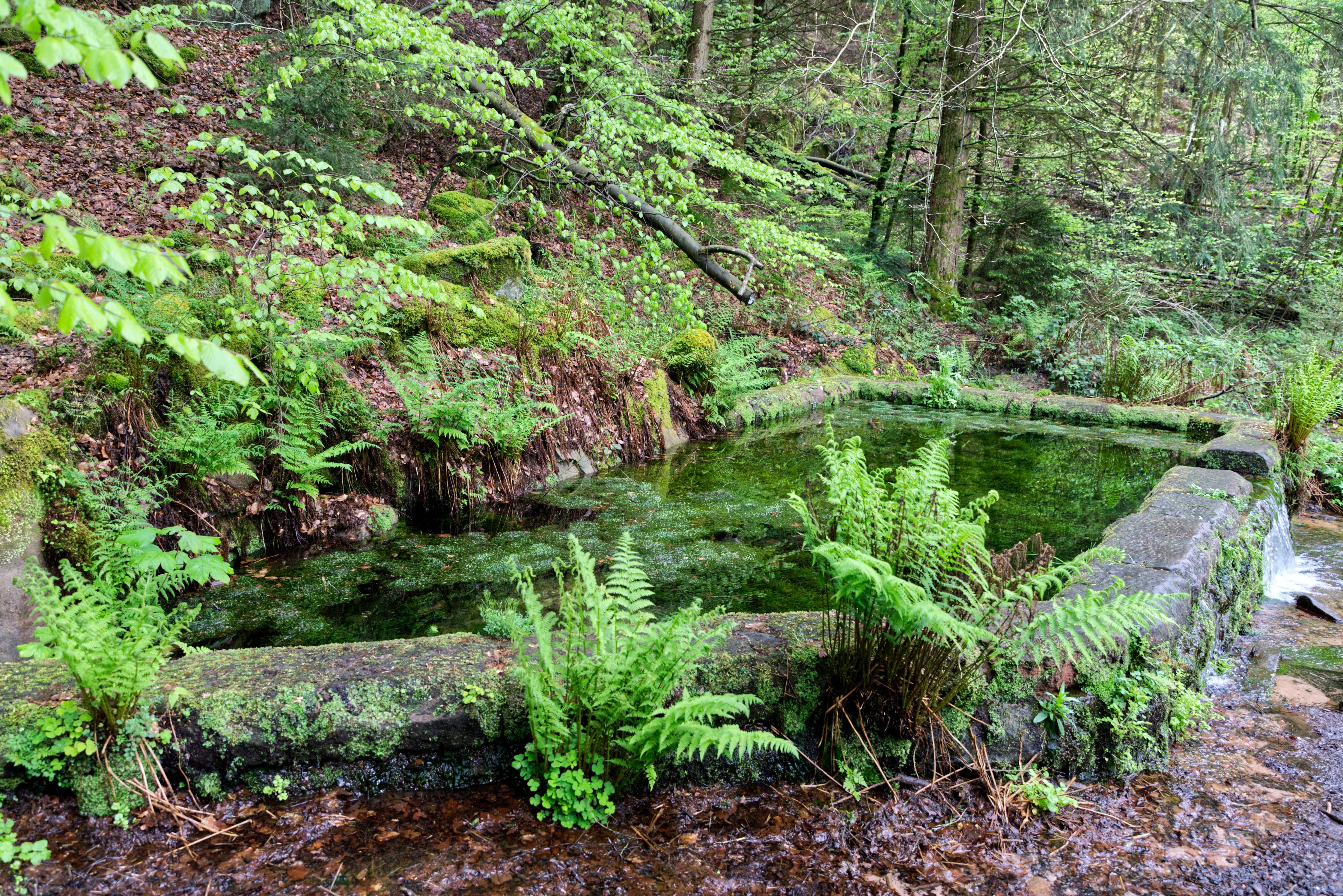 Naturbild