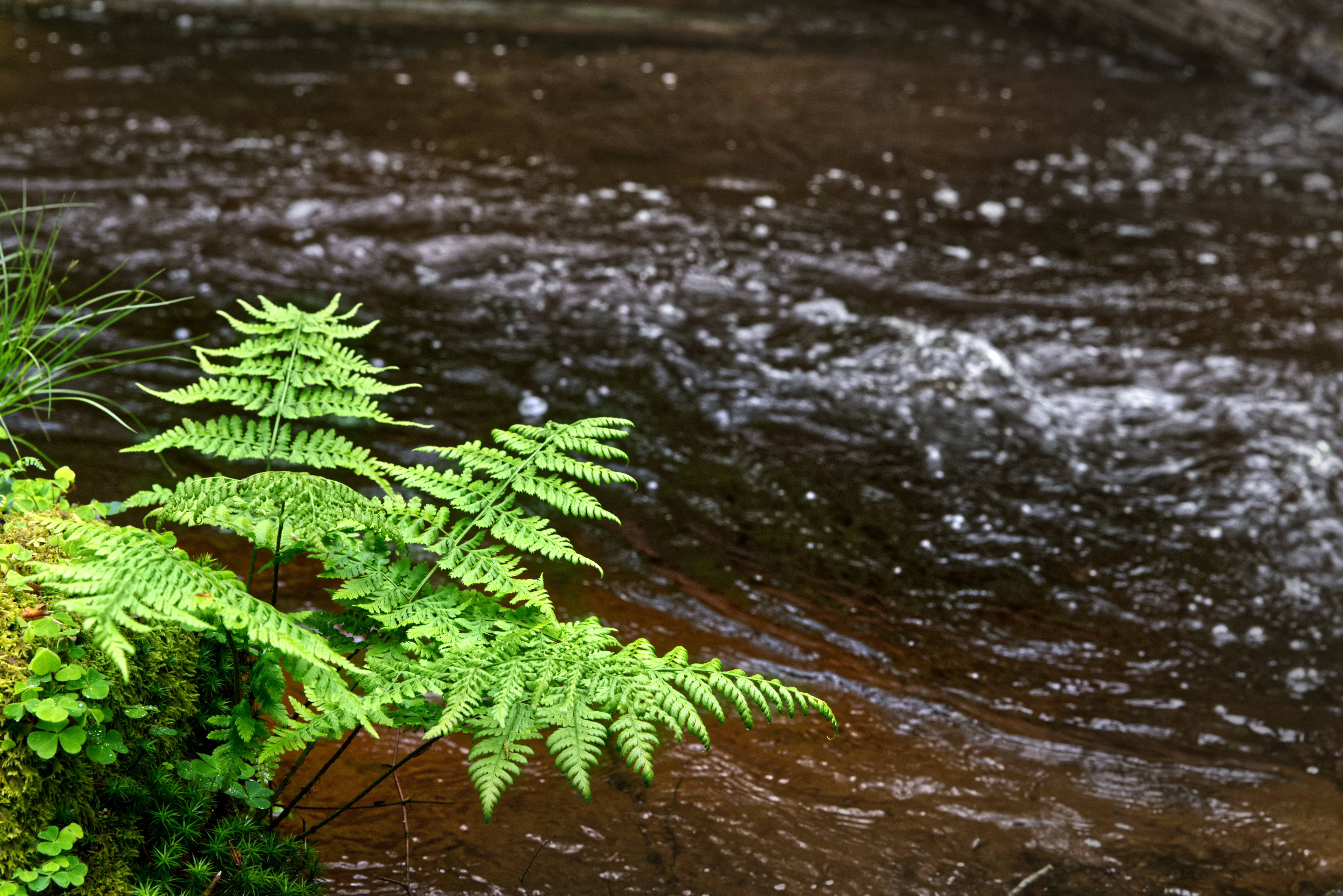 Naturbild