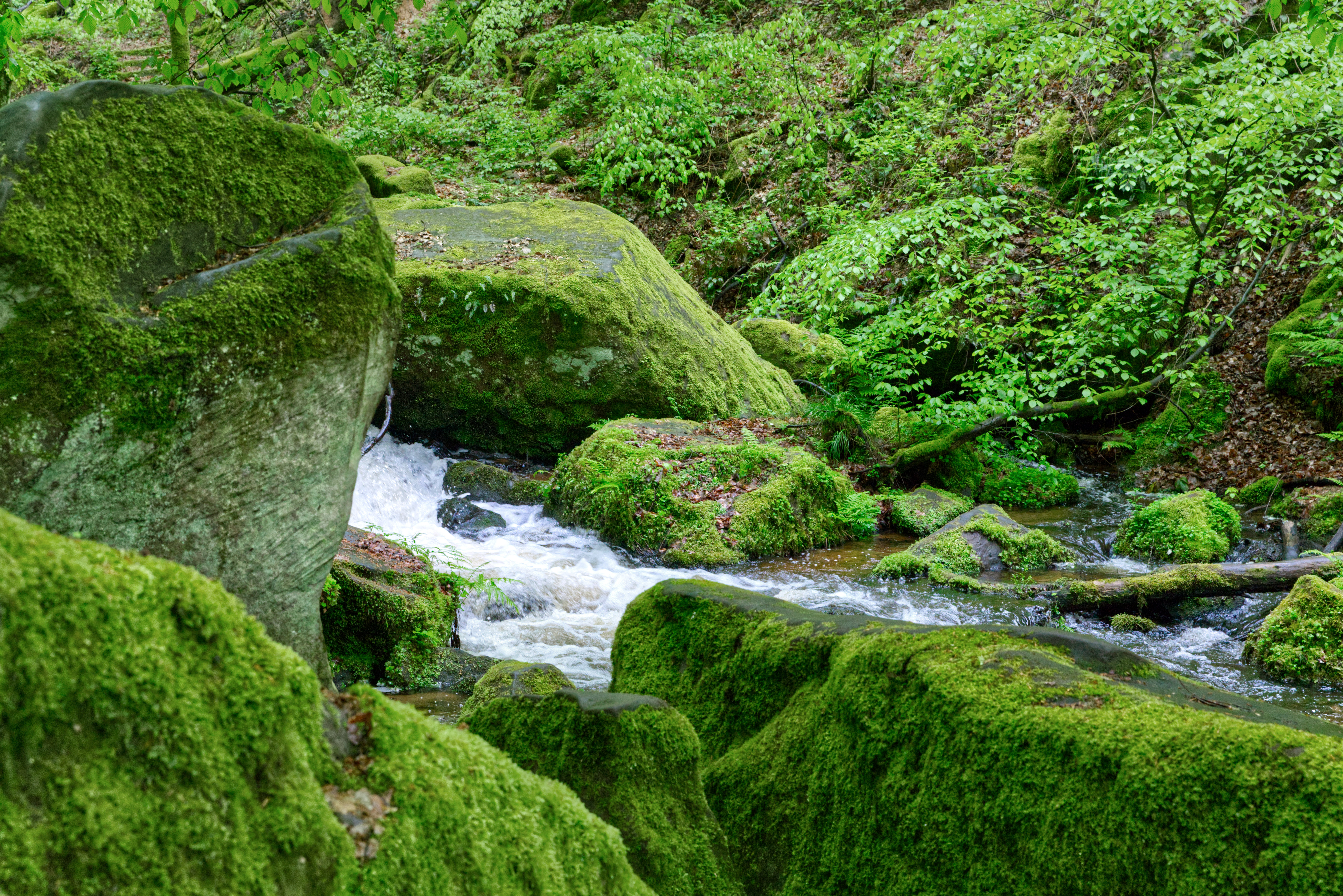 Naturbild