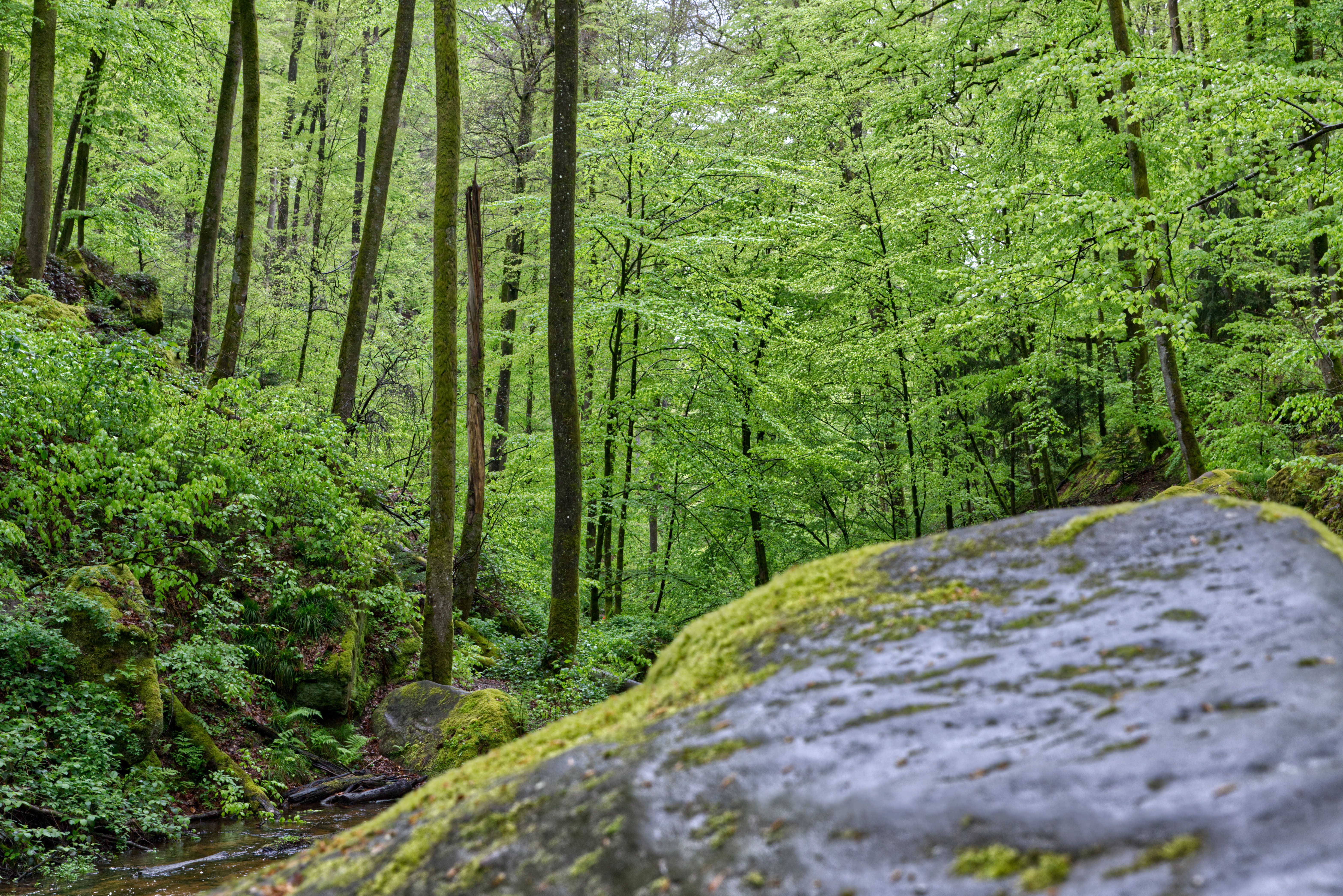 Naturbild